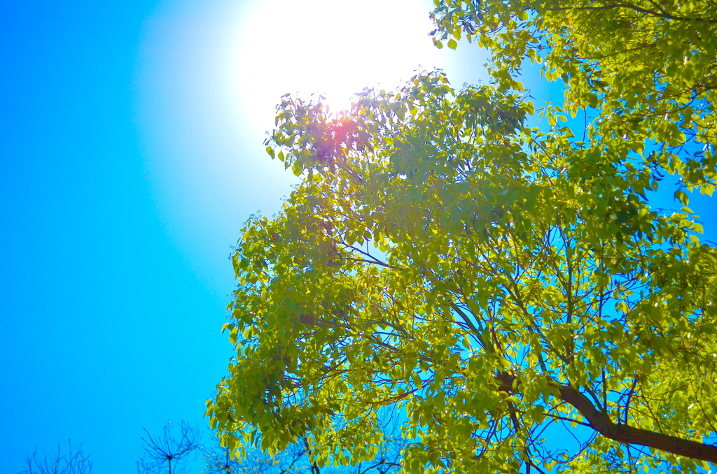 夏日