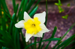 Narcissus