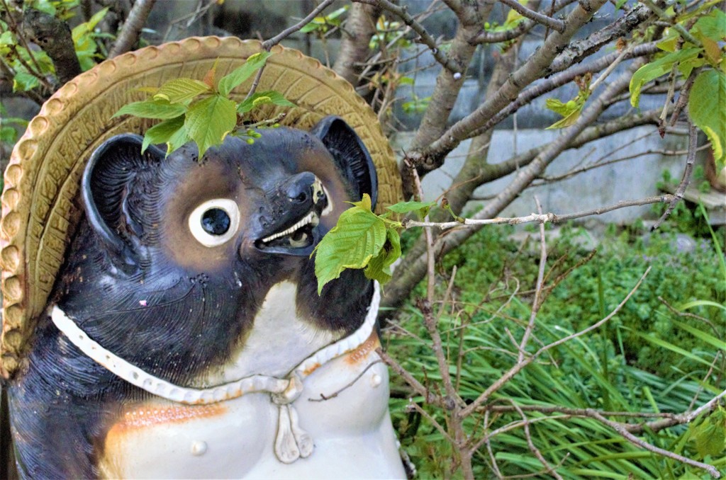 ぽんぽこ
