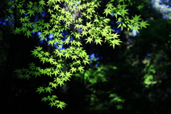 緑
