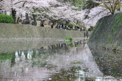 水面の桜色