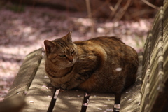 ひら、ひら？