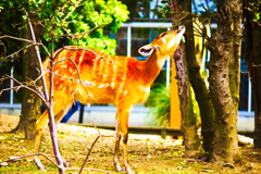 Bambi