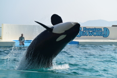 海の王者