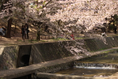 桜、流れ。