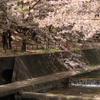 桜、流れ。