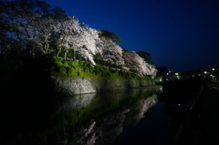 水面に映るお堀桜