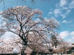 桜