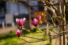 DSC00507