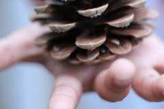 息子とまつぼっくり