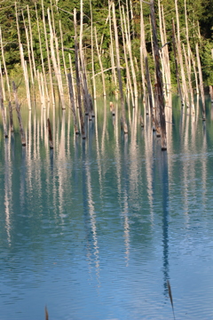 青い池