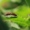 謎の虫