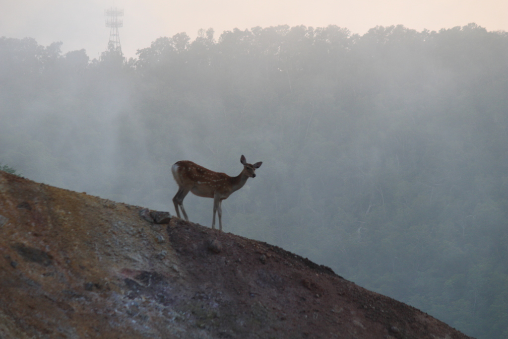 火山 鹿