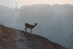 火山 鹿
