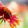 花の蜜がすき