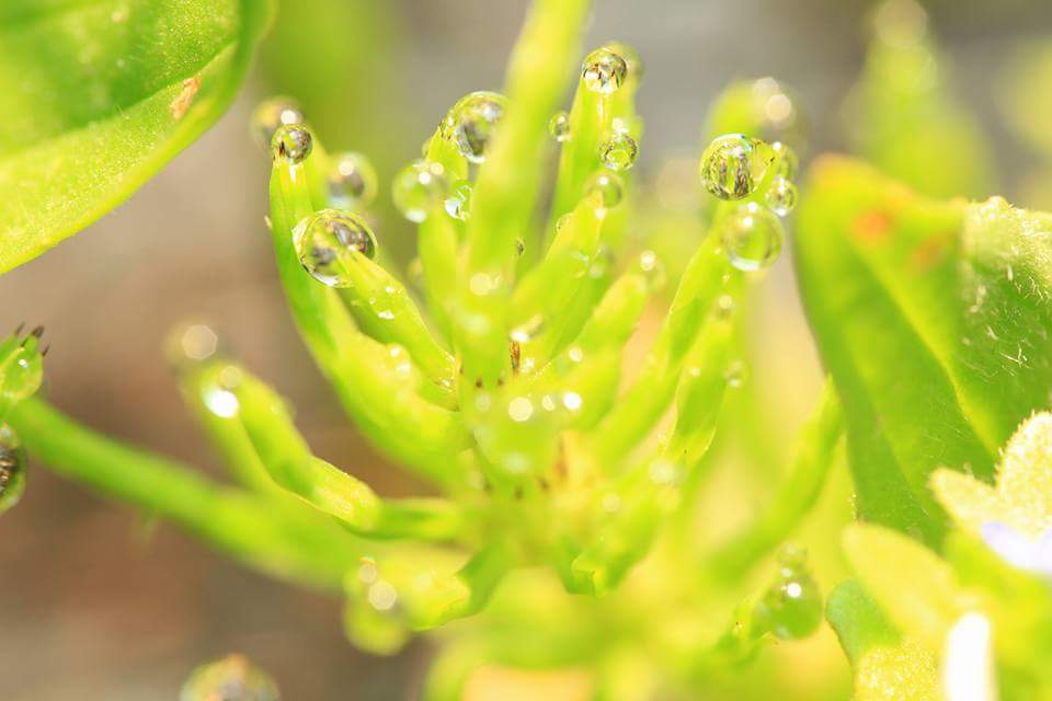 雑草も雨粒でキラキラ