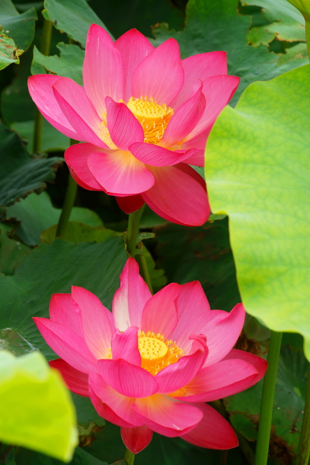 大賀ハスの花　その２