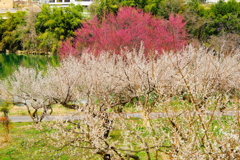 「紅白の舞台で」