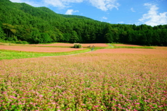 「青空と赤蕎麦畑」