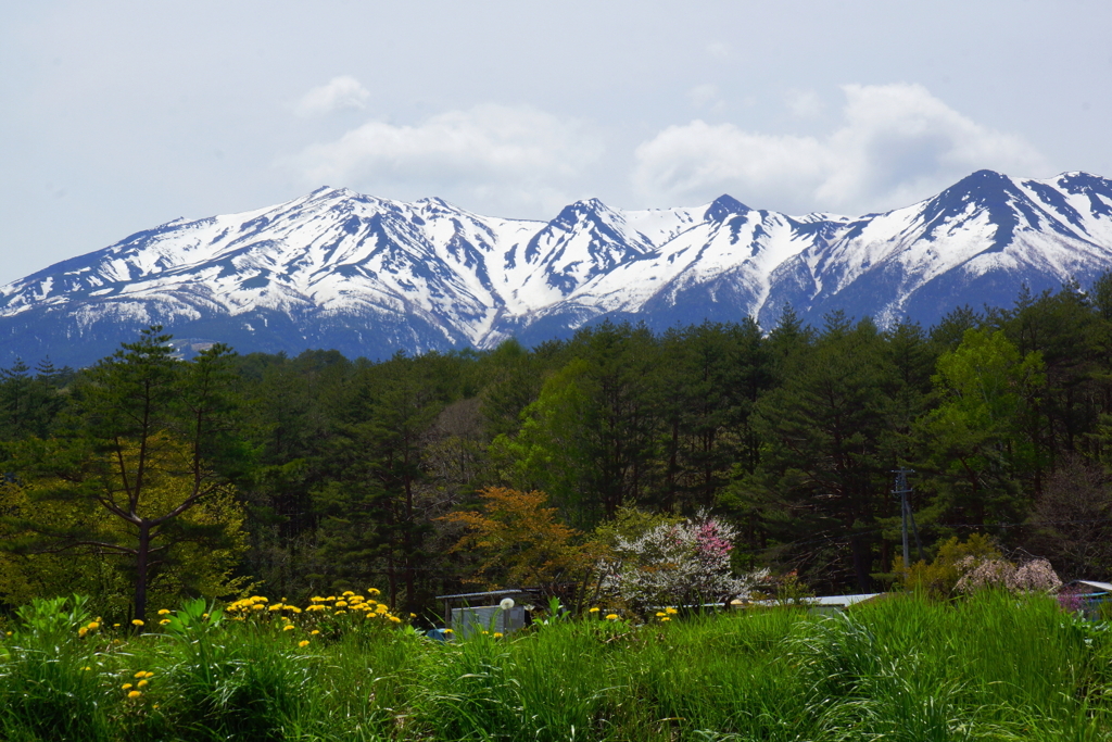 「タンポポと霊峰御嶽山」