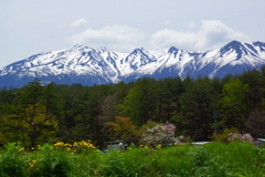 「タンポポと霊峰御嶽山」