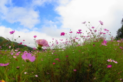 「青空とコスモスの花」