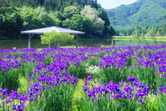 「東屋とアヤメの花」