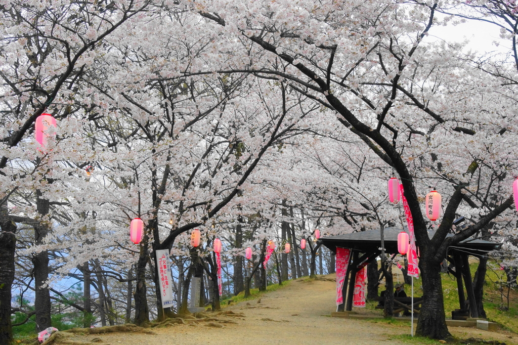 「弘法山、桜祭り」