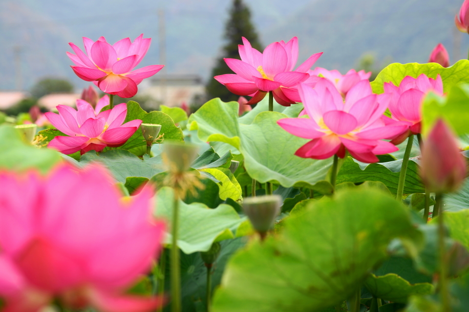 大賀ハスの花　その１