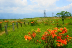 「レンゲツツジと電波塔」