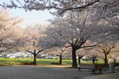 ベンチと桜DSC02854