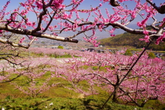 「桃の花弾ける」