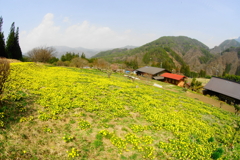 「山肌埋める春の花」