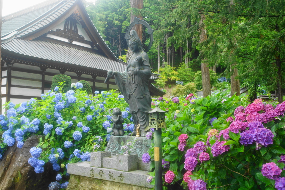 「信濃あじさい寺」