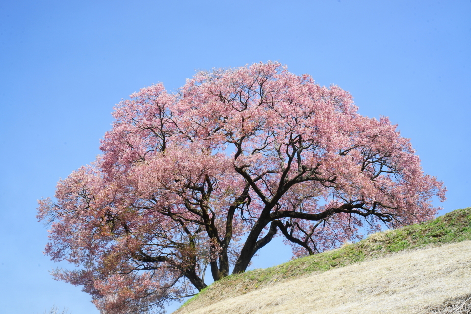 「城跡の一本桜」