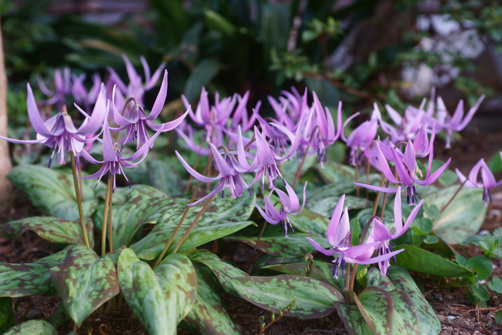 カタクリの花