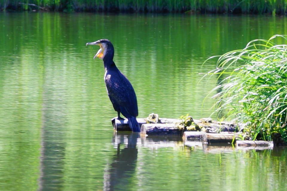 何だ！あの鳥は