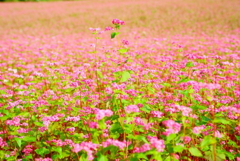 「赤そばの花」