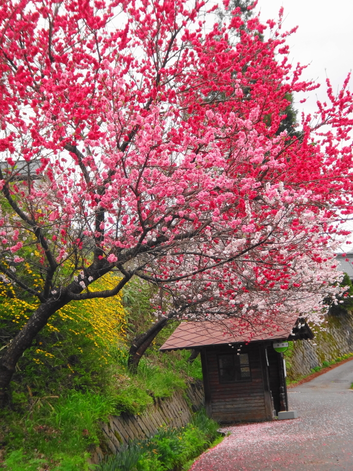 花桃とバス停