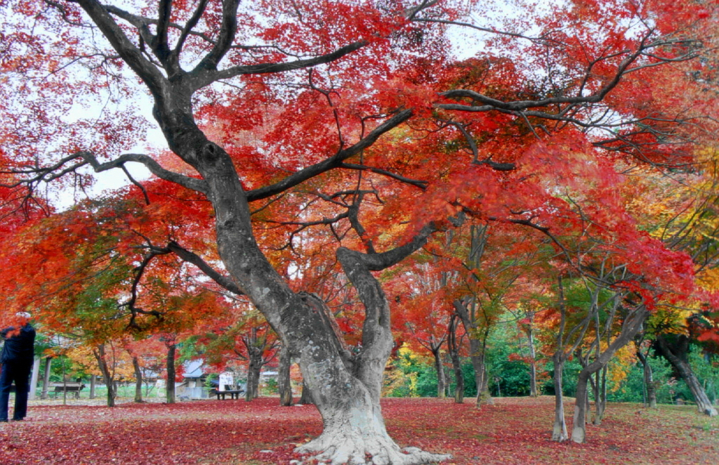 「紅葉の出早公園」