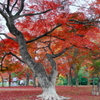 「紅葉の出早公園」