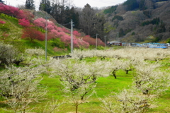 春の賛歌