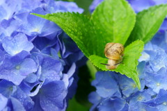 紫陽花とカタツムリ