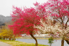 「川辺に咲く梅花」