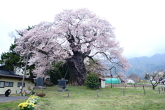 中曽根の権現桜