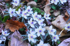 「春を告げる花」