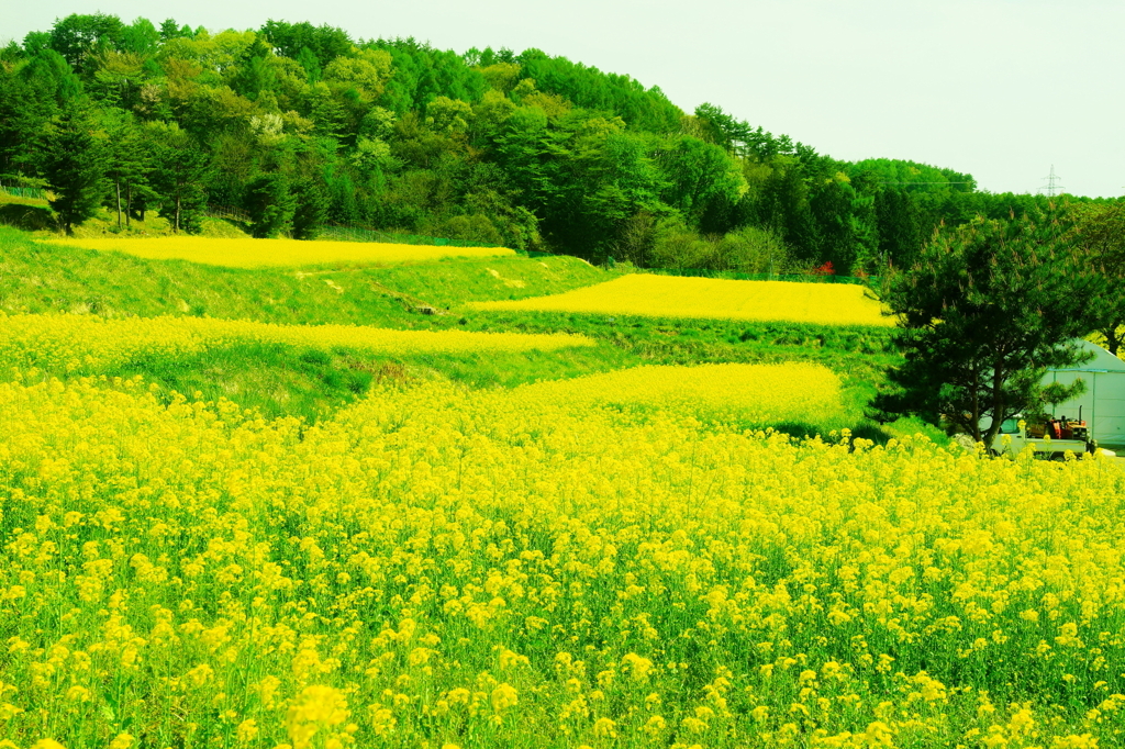 「待ちわびる春の花」