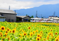 ひまわりと島々線