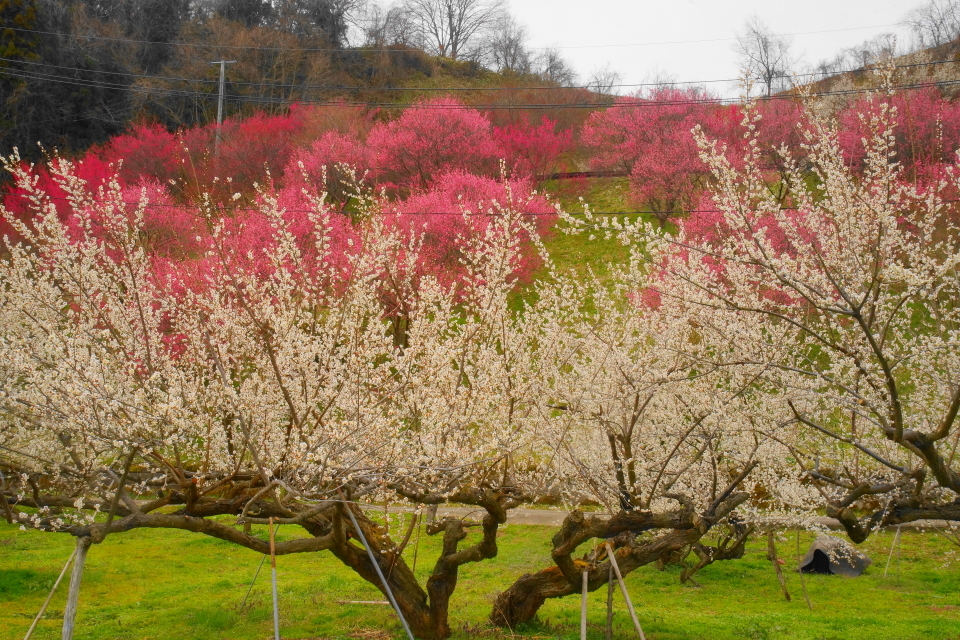 「ろうかく梅園の梅の花」