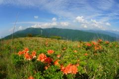 蓮華ツツジと諏訪の海（湖）